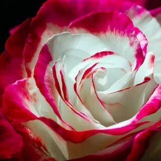 Roses part