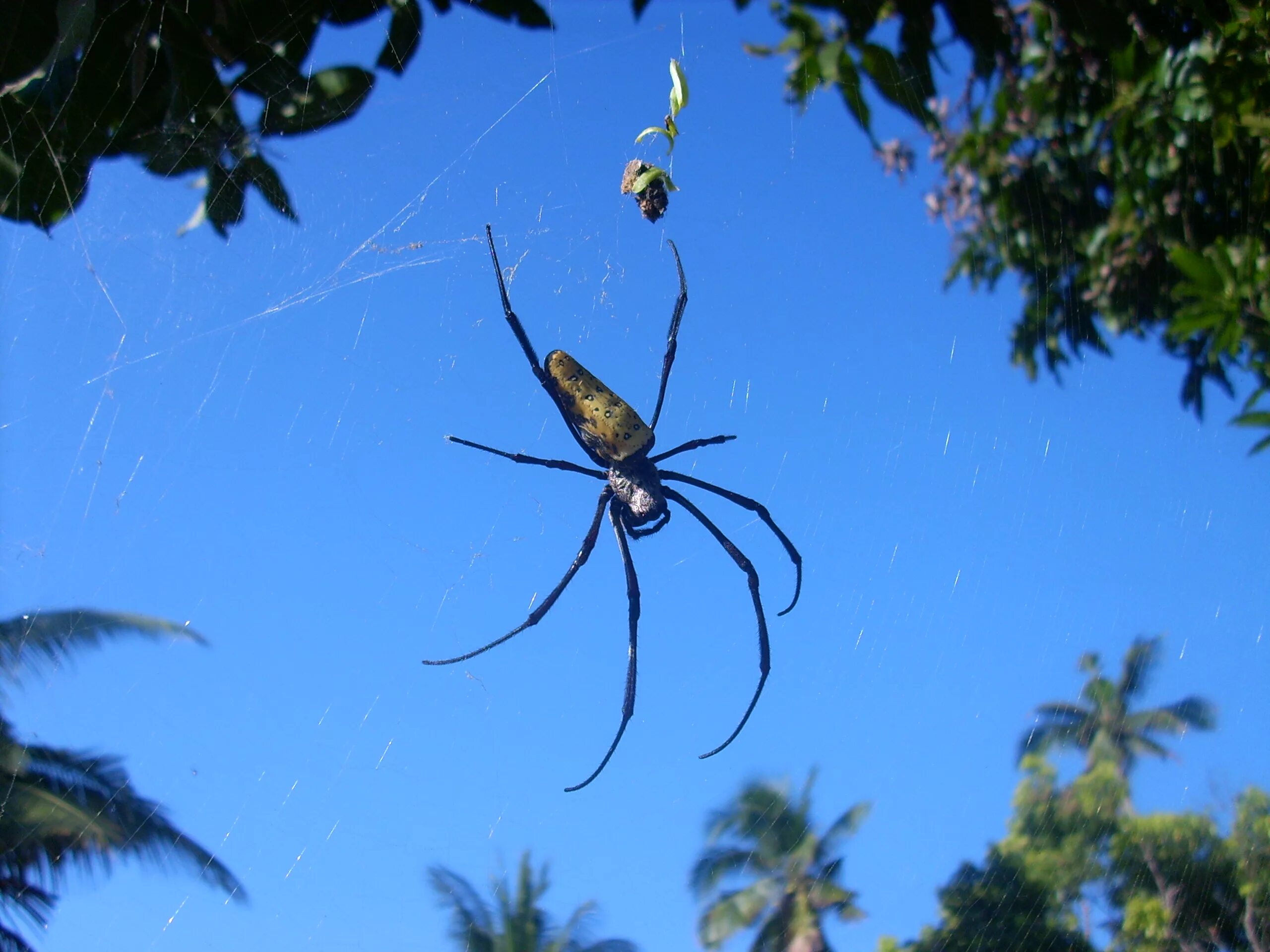 Пауки шри ланки. Nephila clavata. Nephila edulis. Нефила кокон. Nephila antipodiana.