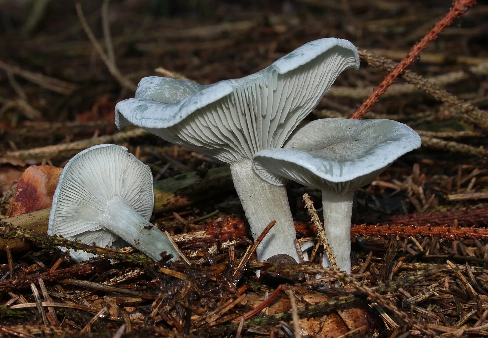 Говорушка ворончатая белая. Clitocybe cerussata. Беловатые грибы. Беловатые грибы. Говорушка восковатая clitocybe phyllophila.