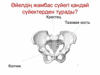 Ормандағы порно шынайы