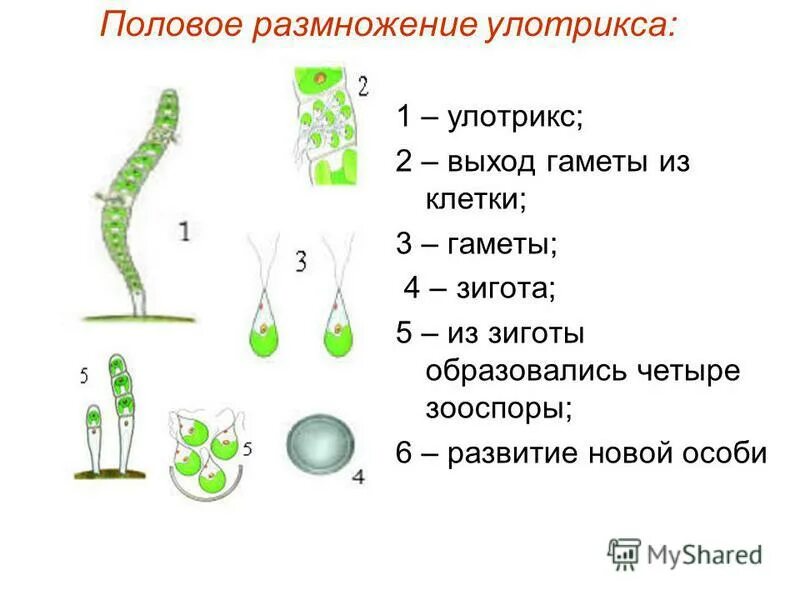 Цикл водорослей улотрикс. Бесполое размножение улотрикса схема. Размножение водорослей схема улотрикс. Улотрикс 1 улотрикс 2 улотрикс 2 3 4 улотрикс 1 улотрикс. Половое размножение улотрикса схема.