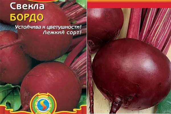 Семена свекла бордо 237 лидер. Свекла бордо описание сорта. Семена. Семена. Свекла "бордо 237".