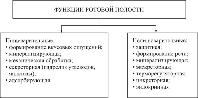 Какие функции выполняет ротовая полость. Функции полости рта пищеварительные и непищеварительные. Непищеварительные функции ротовой полости. Функции ротовой полости физиология. Функция ротовой полост.