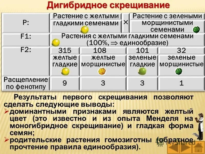 Цис и транс сцепление генов. Анализ результатов скрещивания позволяет определить сцепление. Анализ результатов скрещивания позволяет определить сцепление. Расстояние между генами. Частота кроссинговера зависит от.