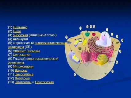 Лизосомы являются везикулами