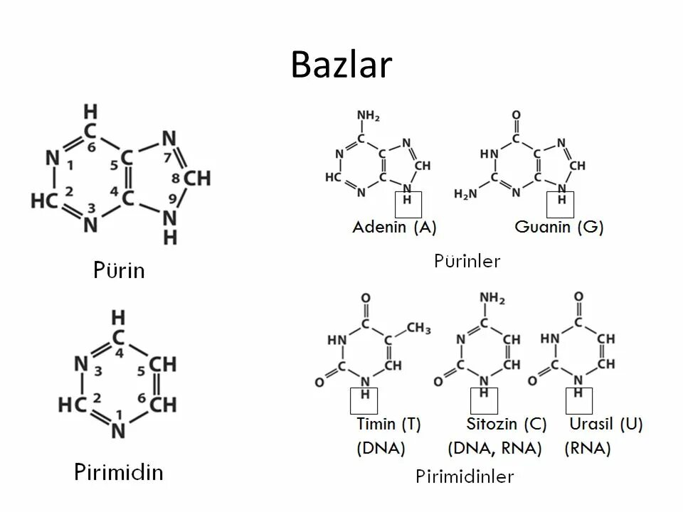 Аденин гуанин цитозин Тимин урацил формулы. Тимин формула. Аденин нумерация. Гуанин нумерация.