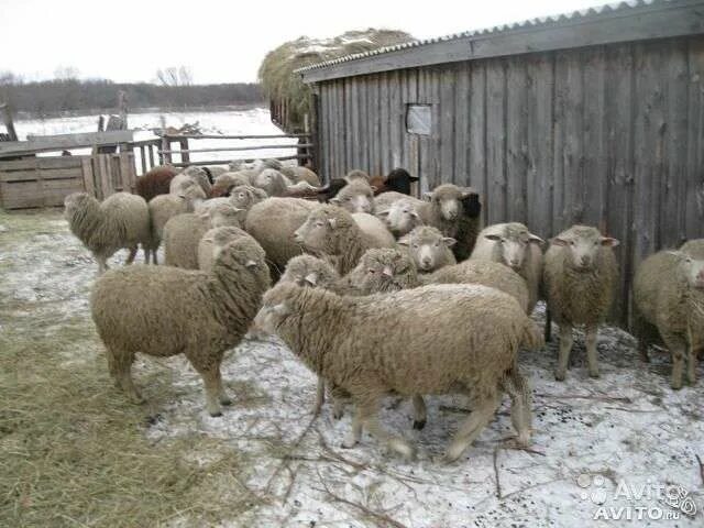 Авито овцы ульяновский. Авито овцы ульяновский. Sale sheep. Сарай для барашек. Авито овцы ульяновский.
