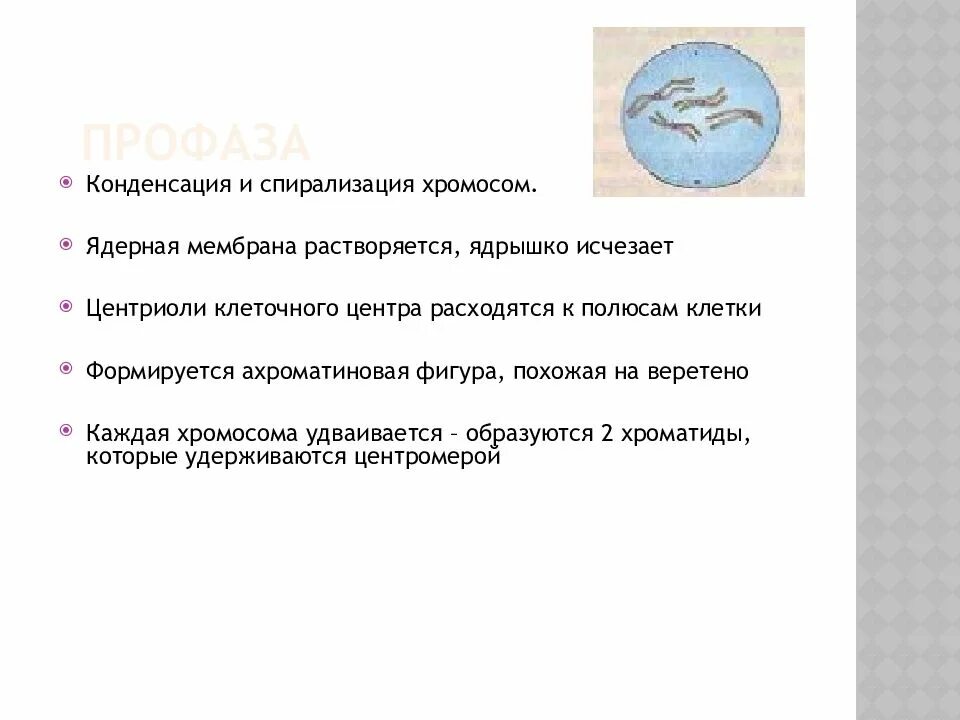 Спирализация хромосом. Спирализация и конденсация хромосом. Профаза спирализация хромосом. Спирализация и деспирализация.