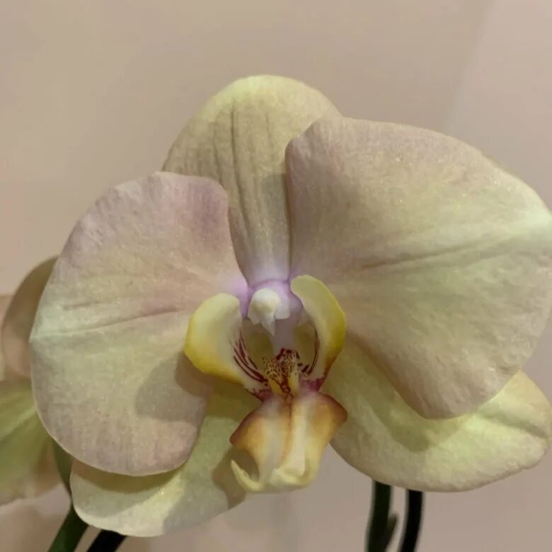 Африкан сансет орхидея. Орхидея фаленопсис карина. Фаленопсис африкан сансет. Фаленопсис дасти сансет. Фаленопсис лоттери принц.