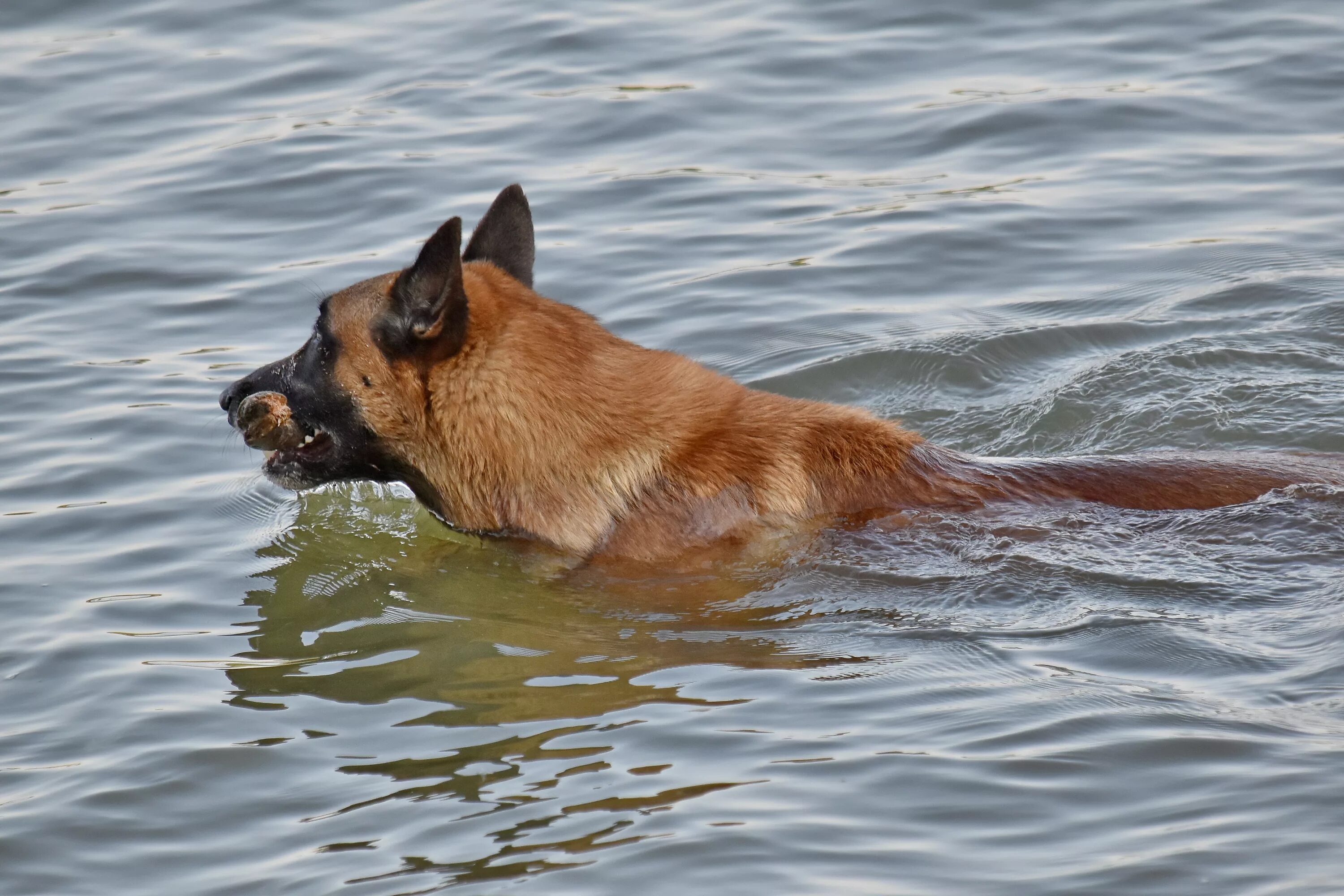 Учи рыбу плавать а собаку лаять. Собака плывет. Собака в воде. Плавучая собака. Овчарка плавает.