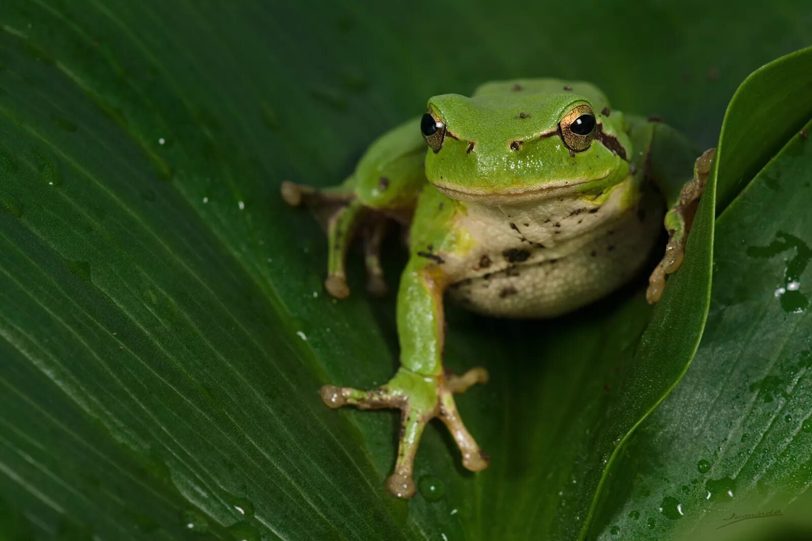 Карликовая квакша. Ranidae лягушка. Hyla meridionalis. Карликовая квакша лягушка. Animal organism