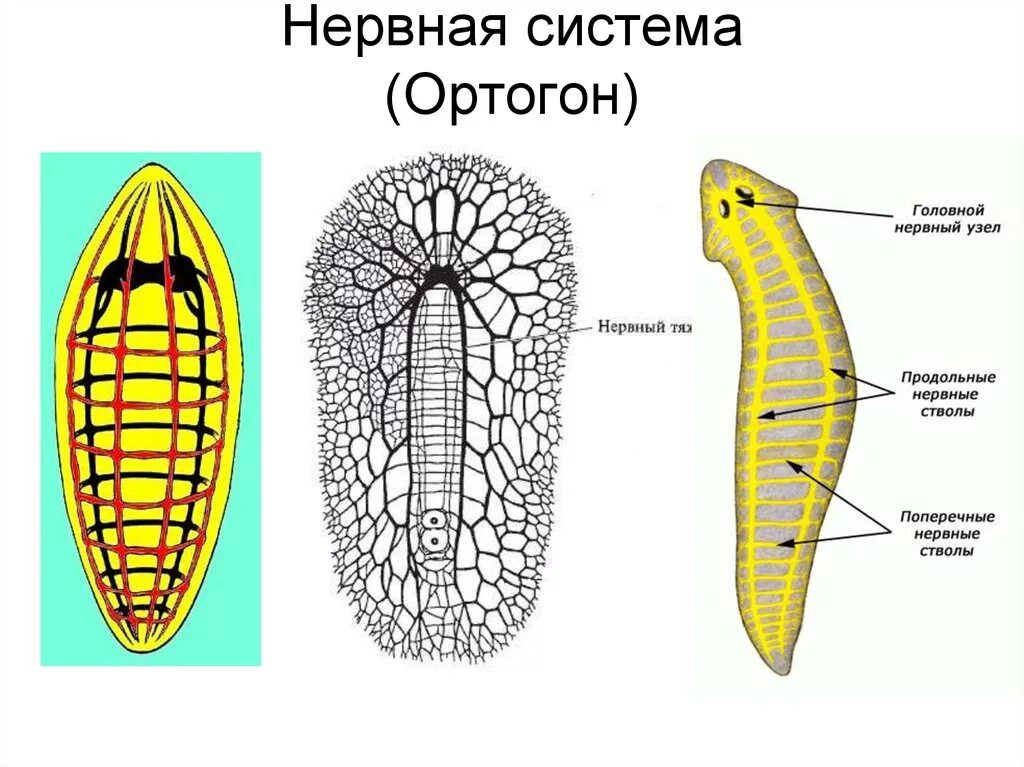 Лестничная нервная система планарии. Строение нервной системы плоских червей. Стволовая нервная система у плоских червей. Тип плоские черви нервная система.