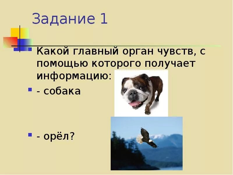 Какие органы чувств животных. Органы чувств собаки. главный орган чувств у собаки. изучение органов чувств собаки. органы чувств собаки презентация.