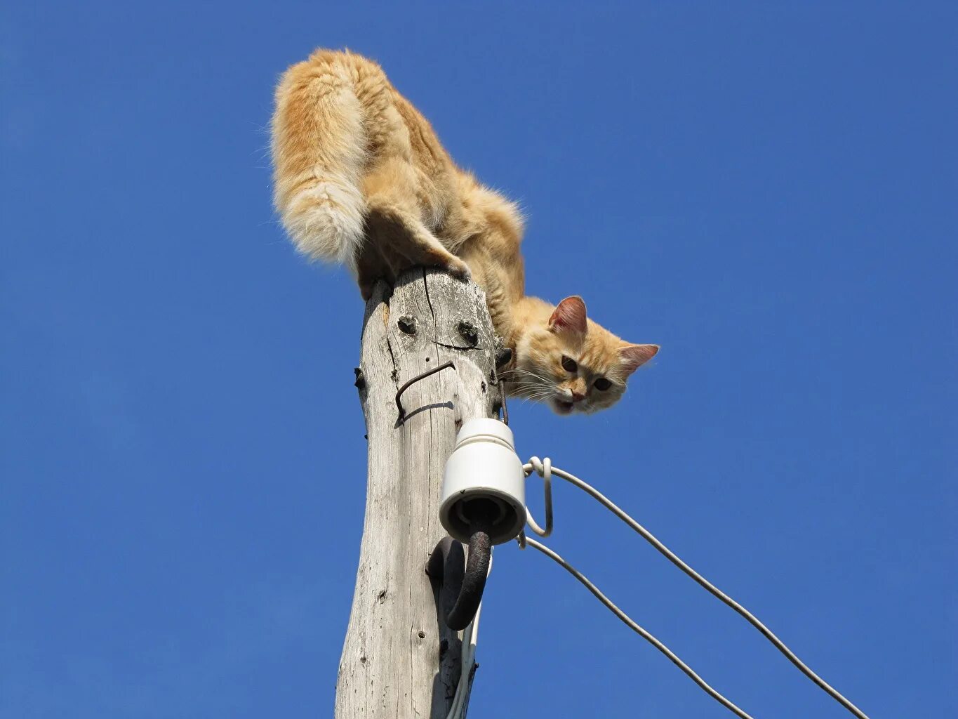 Малая скульптура в великом новгороде. Саске учиха на столбе. Памятник монтеру в великом новгороде. Ницца светящиеся скульптуры на площади. Человек сидит на фонарном столбе.