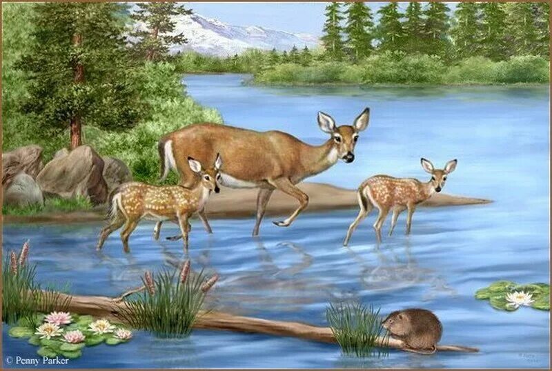 Летняя жизнь животных. Пейзаж животные. Звери на водопое. Олени на водопое. Животные в природе рисунок.