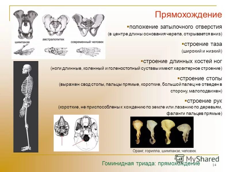 Возникновение прямохождения