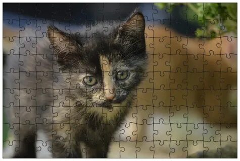 Cat small