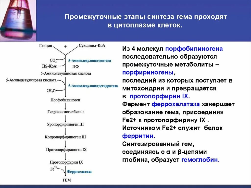 Синтез гема биохимия реакции. Последовательность реакций синтеза гема.. Синтез гема биохимия схема. Общая схема синтеза гема место протекания.