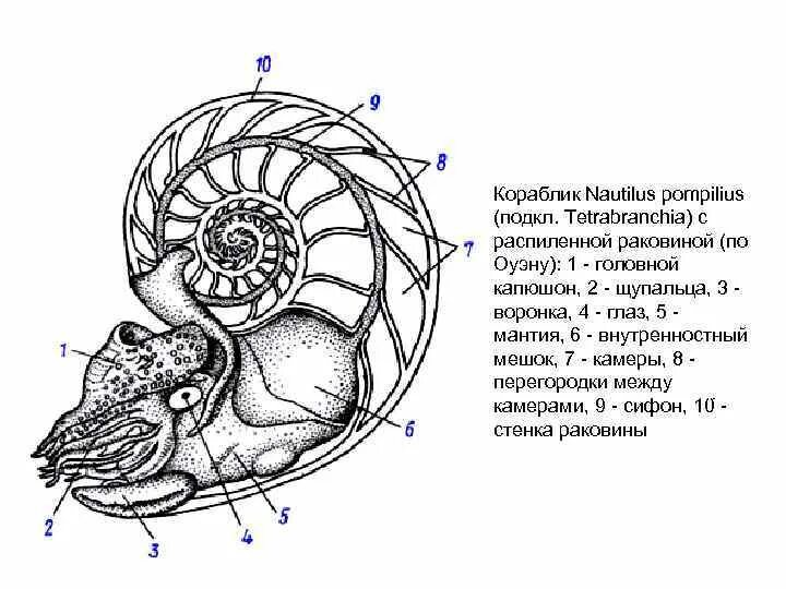 Наутилус значение. Наутилус моллюск строение раковины. наутилус помпилиус моллюск строение. наутилус моллюск внутреннее строение. внутреннее строение раковины наутилуса.