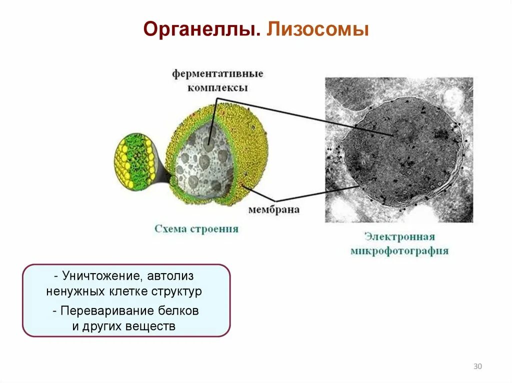 Лизосомы строение и функции. Органоиды клетки лизосомы. Строение структура лизосомы.