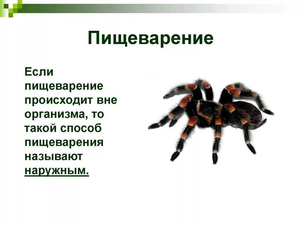 Переваривание пищи у пауков осуществляется. Вне организма пищеварение осуществляется у. эволюция органов пищеварения. переваривание вне организма. пищеварение пауков осуществляется вне организма.