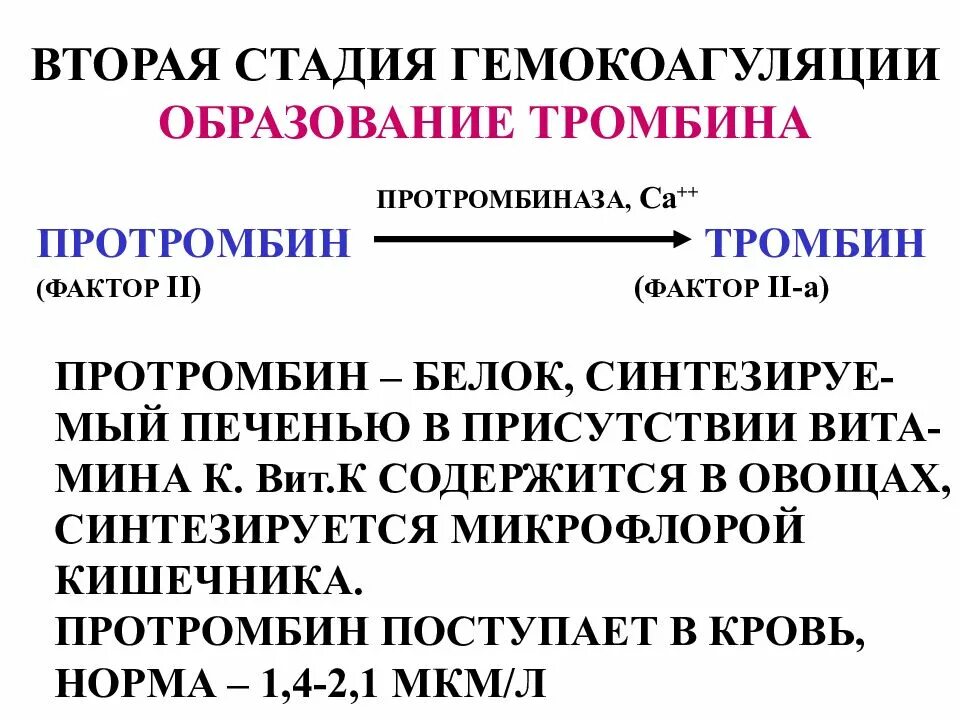 Протромбин функция белка. Вторая стадия гемокоагуляции. протромбин. протромбиназа протромбин. протромбин образуется в.
