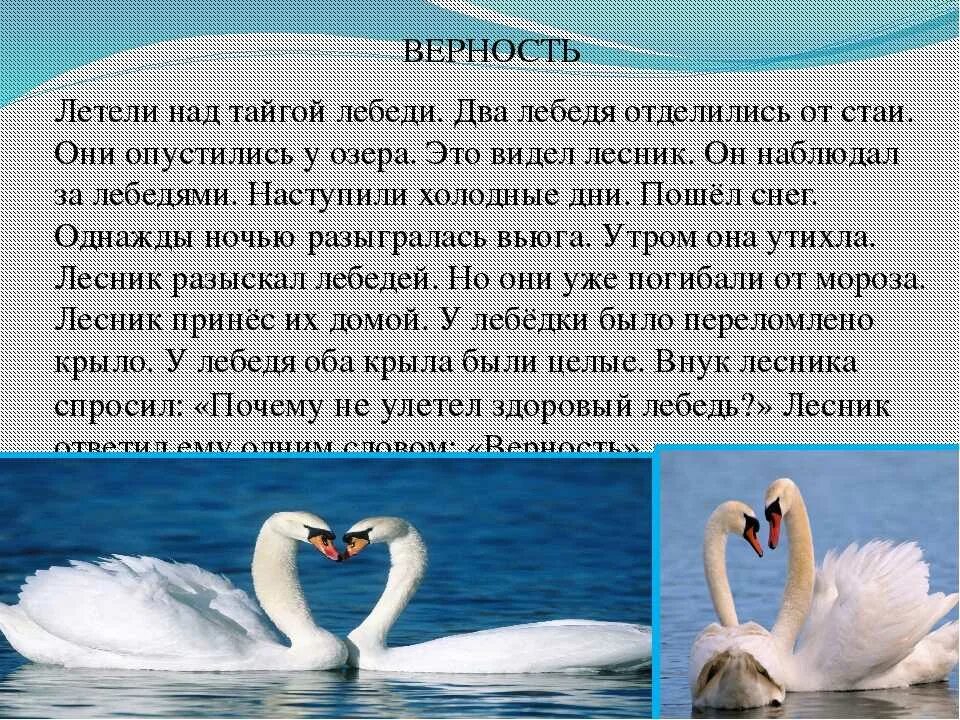 Лебединая верность стихи. Стихи протлебединую верность. Стихи про верность. Стихи о лебединой ревности. Включи верность