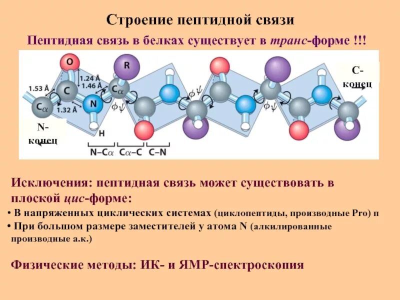 Образует полипептид. Пептидная связь химическая структура. Пептиды и белки строение пептидов. Строение пептида химия. Белки пептидная связь.