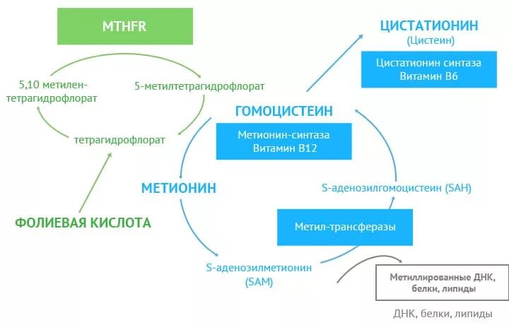 Гомоцистеин фолиевой кислоты