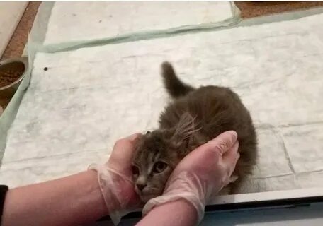 Куда деть котенка если никто не берет