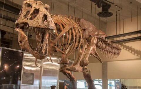 World’s Biggest T-Rex Unearthed in Canada.