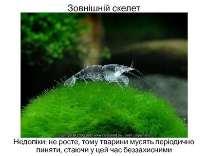 Почему умирают креветки