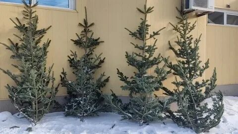 Будут продавать елки