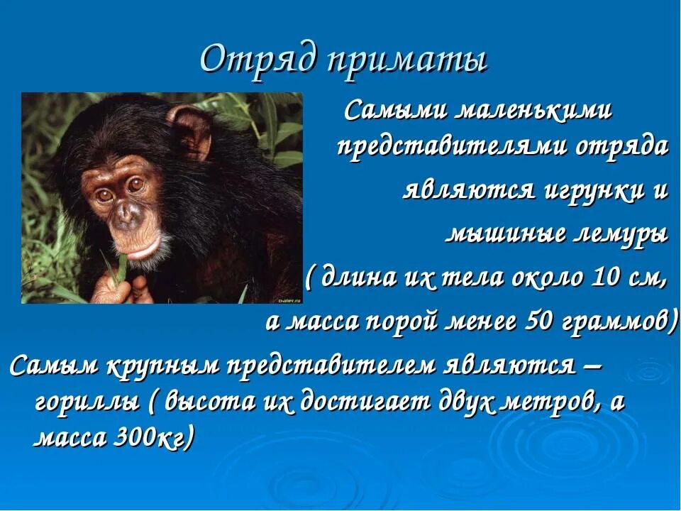 Приматы характерные признаки. Отряд приматы. отряд млекопитающих приматы. отряд приматы представители. отряд приматы характеристика.