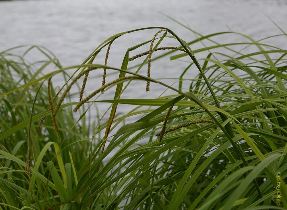 Как выглядит осока. Осока carex. осока болотная. carex acuta l. осока острая. осока луговая.