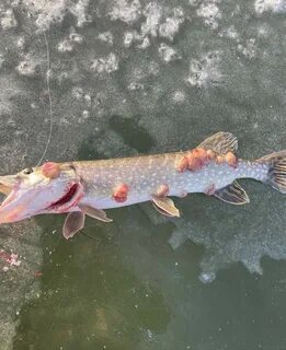 Рыбы нижегородской