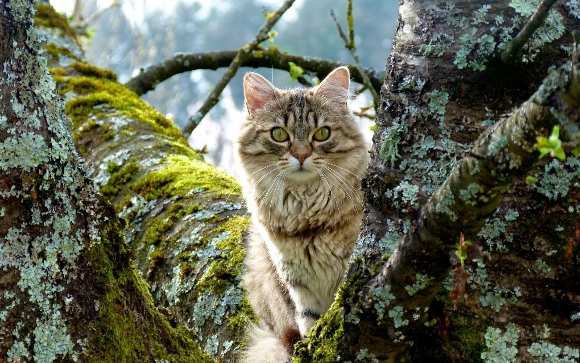 Включи лесные котики 3