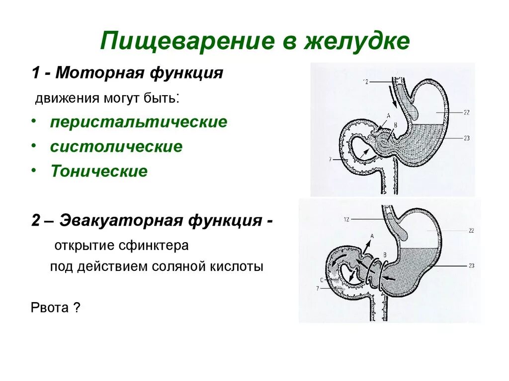 Моторно-эвакуаторная функция желудка. Пищеварение в желудке физиология схема. Функции желудка в пищеварении. Моторно эвакуаторная функция желудка схема.