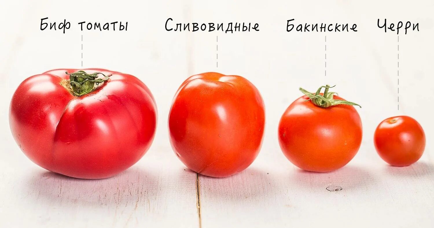 Тип помидора. Помидоры разные. виды томатов. форма помидора. помидор разной формы.