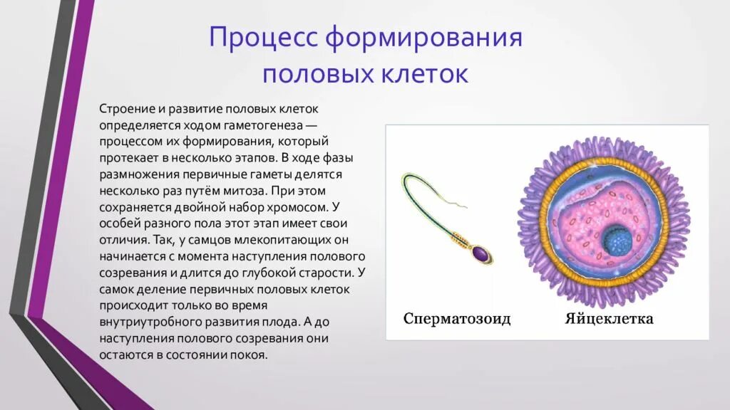 Женские половые клетки образуются в процессе. Строение половых клеток. Первичные половые клетки. Процесс формирования половых клеток. Структура мужских половых клеток.