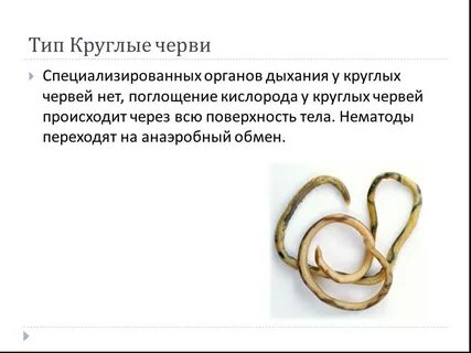 Черви тип дыхания