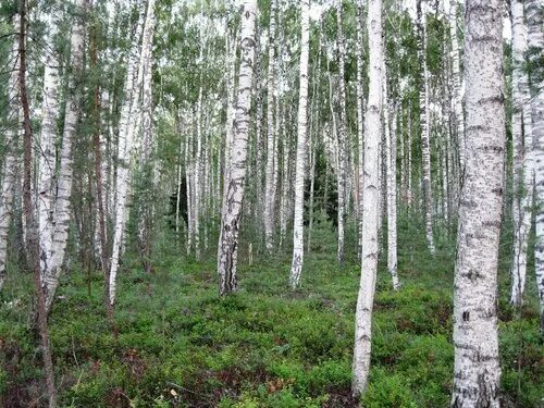 Черно белый березовый ситец. Черно белый березовый ситец