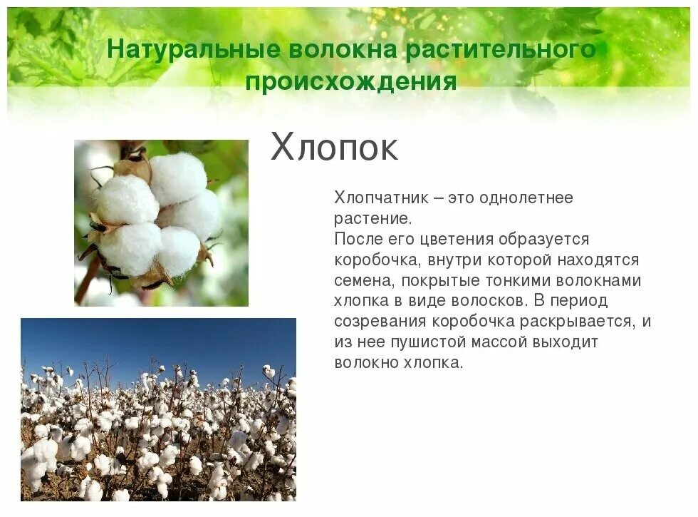 Ветка хлопка. Хлопчатник ареал. Ветка хлопка. Хлопчатник перуанский. Хлопок краткое описание.