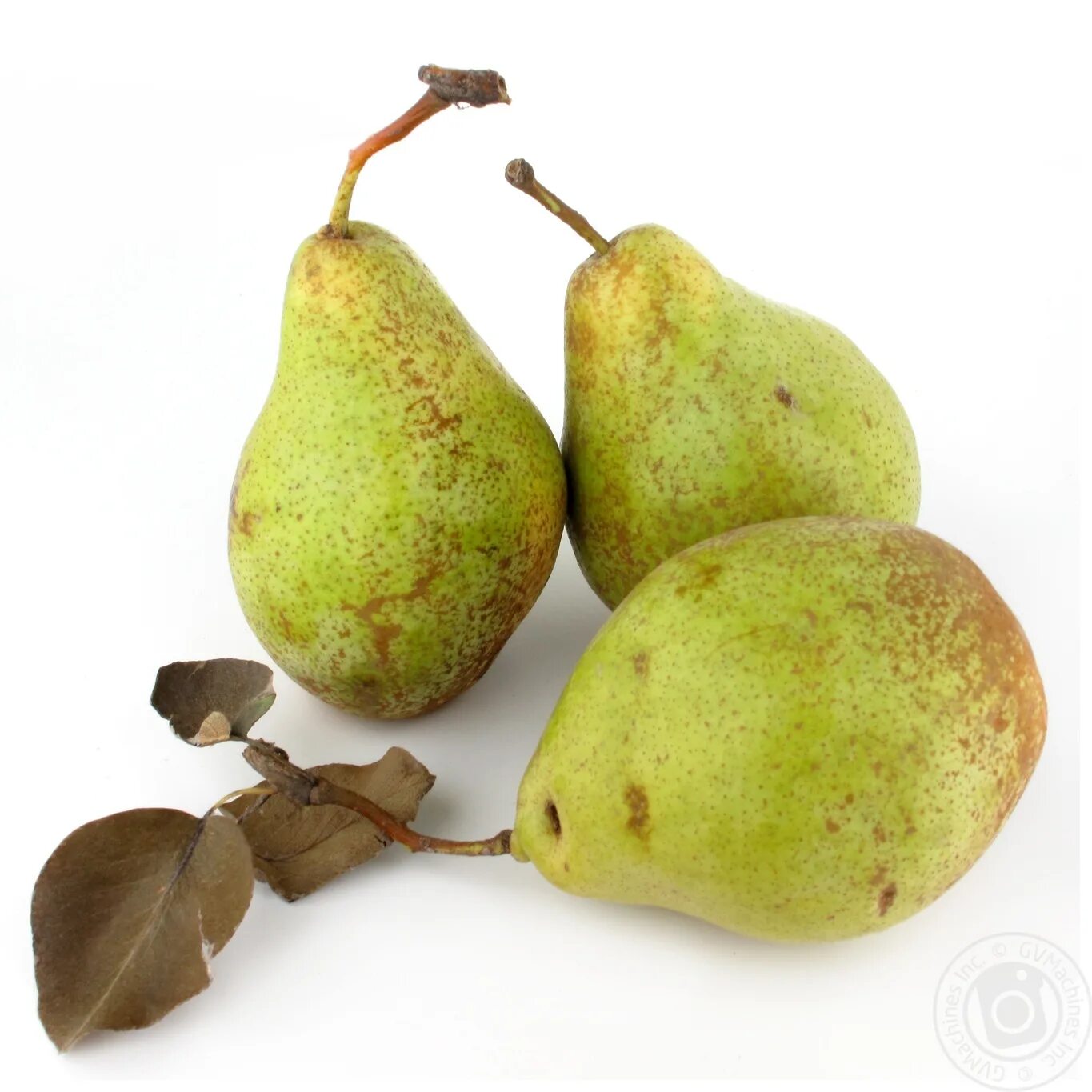 Pear 6. Груша бера Ноябрьская. Сорт груши Ноябрьская. Сорт груши Ноябрьская зимняя. Груша Ноябрьская Молдавии.