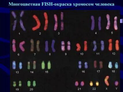 Метод хромосом