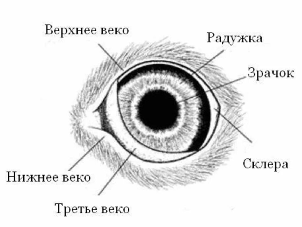 Слезная железа у млекопитающих