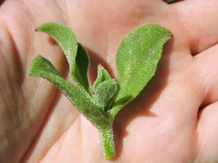 Ice plant