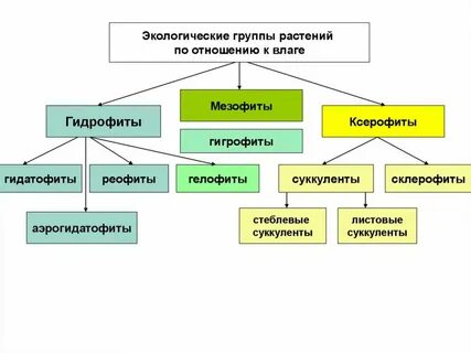 Экономические группы растений