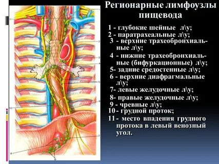 Регионарные лимфоузлы