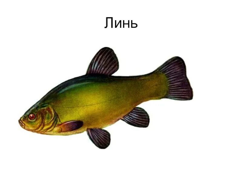 карп одомашненная форма сазана. карповый 4 буквы. чебак карповые. речная рыба линь. обыкновенный подуст.